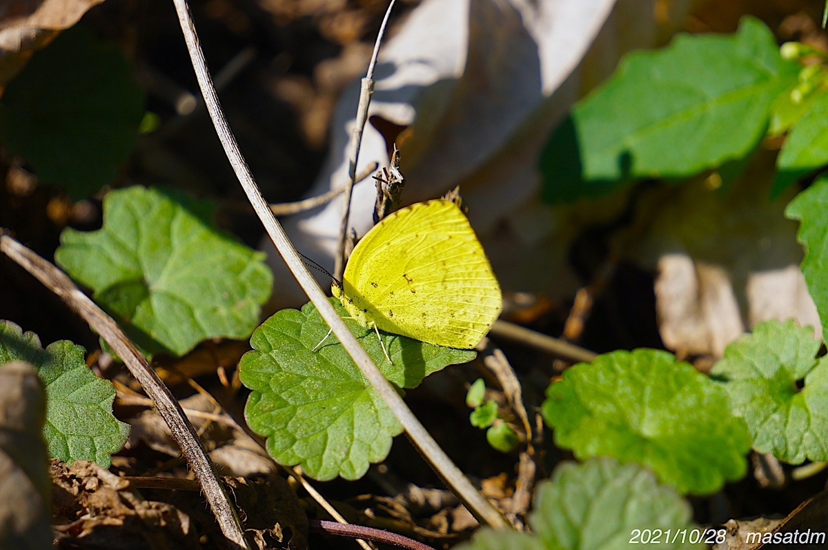 f:id:masatdm1951:20211028224700j:plain