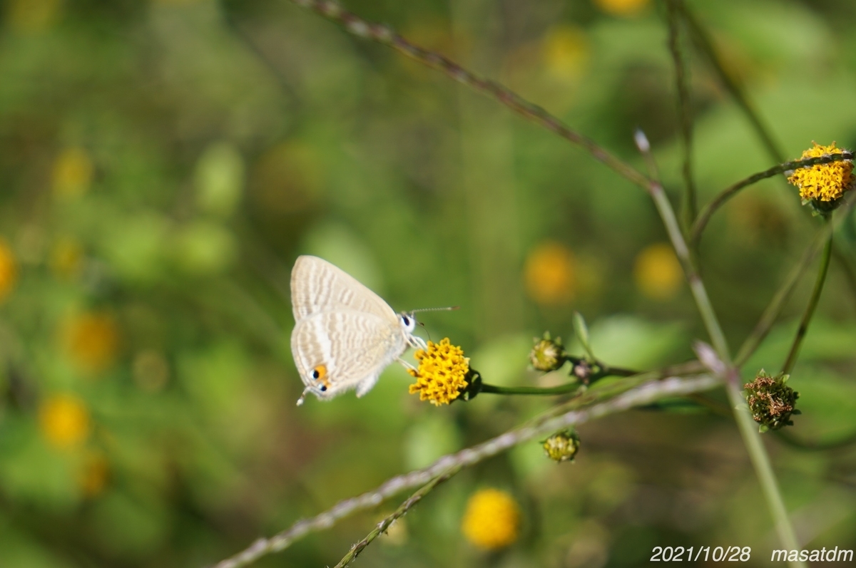 f:id:masatdm1951:20211028224719j:plain