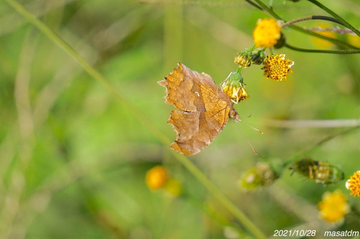 f:id:masatdm1951:20211028224729j:plain