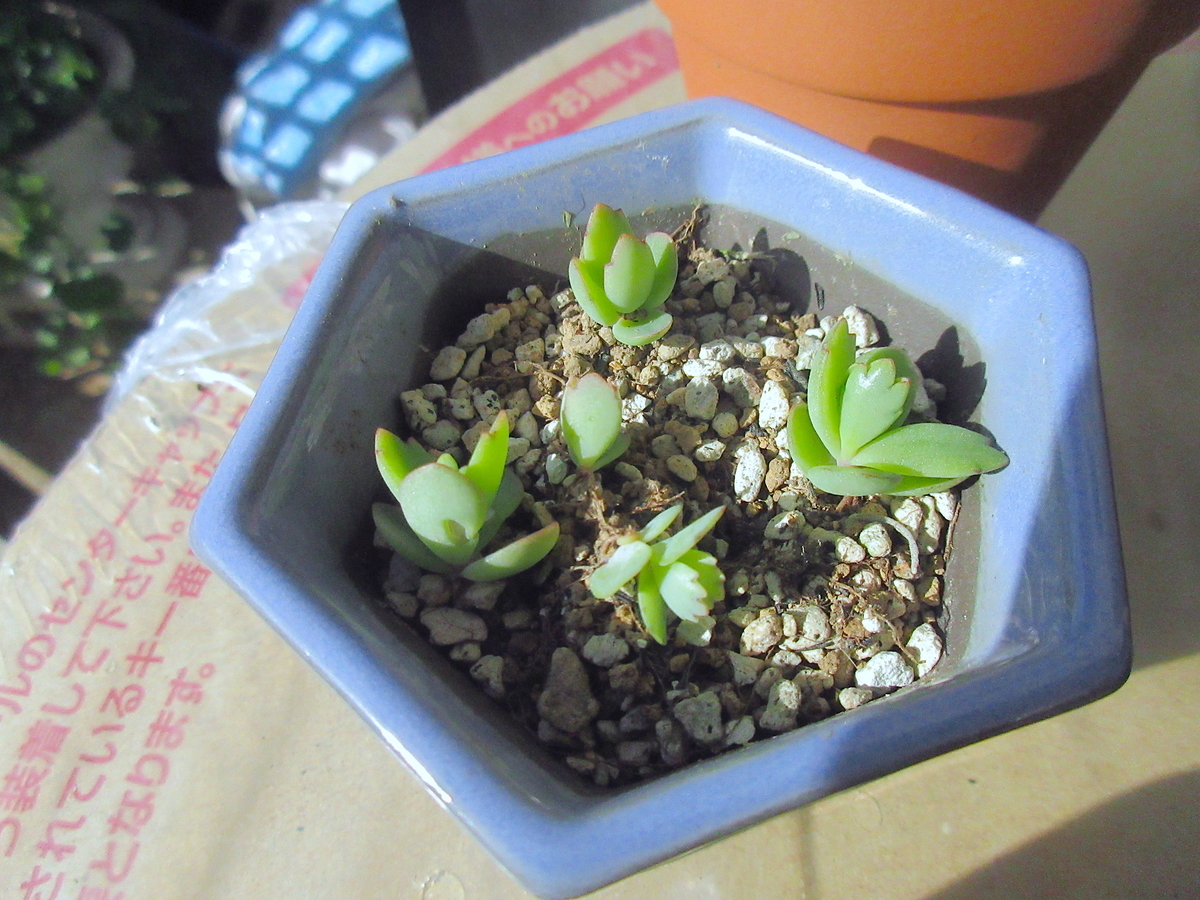 f:id:masatdm1951:20211101092018j:plain