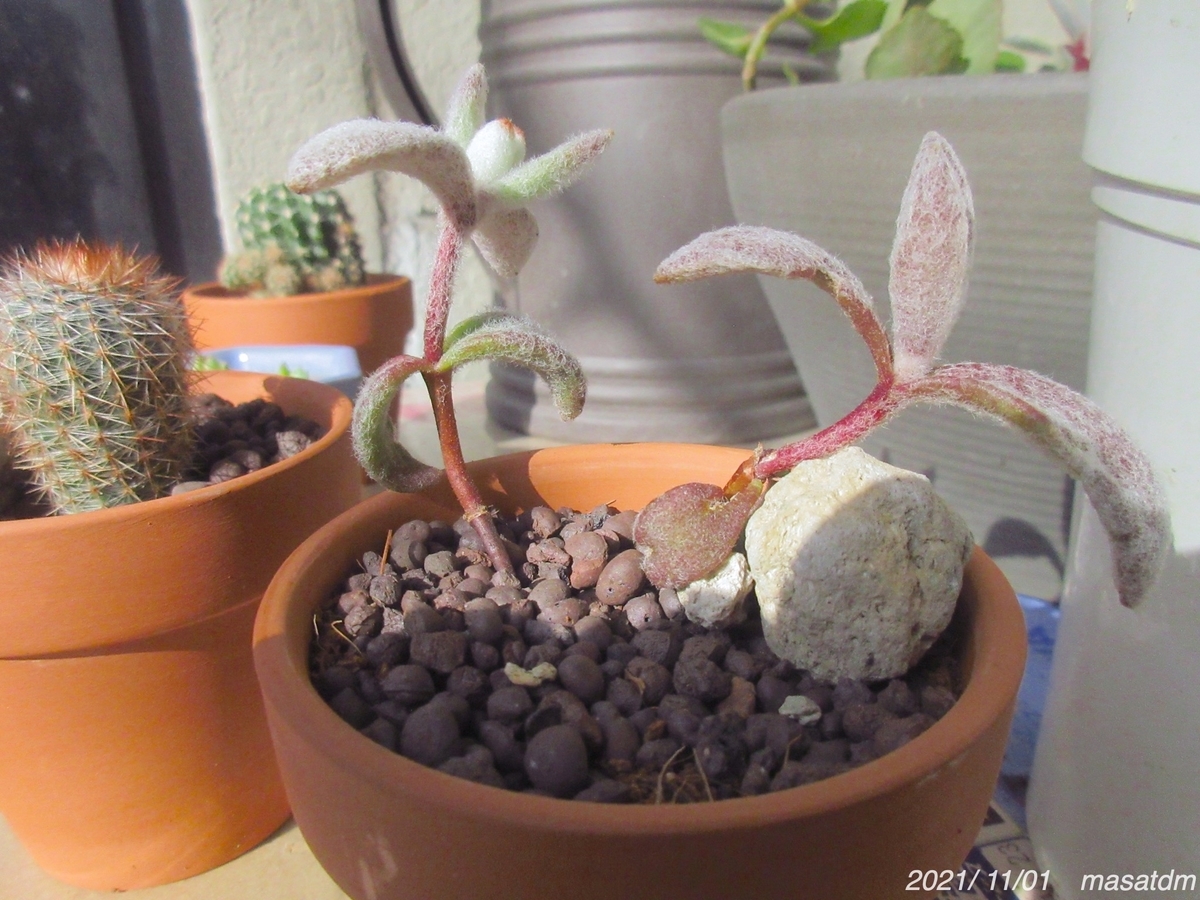 f:id:masatdm1951:20211101094013j:plain