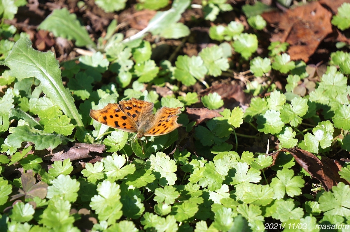 f:id:masatdm1951:20211103163822j:plain