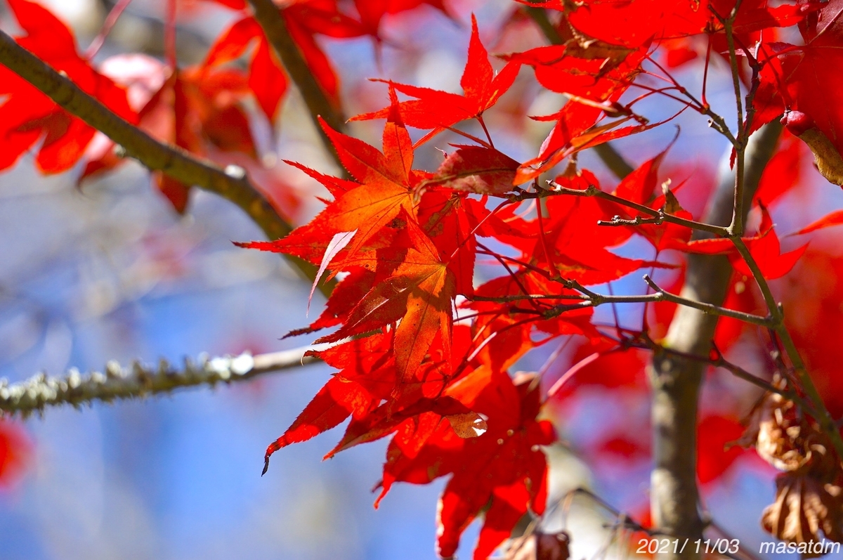 f:id:masatdm1951:20211103163829j:plain