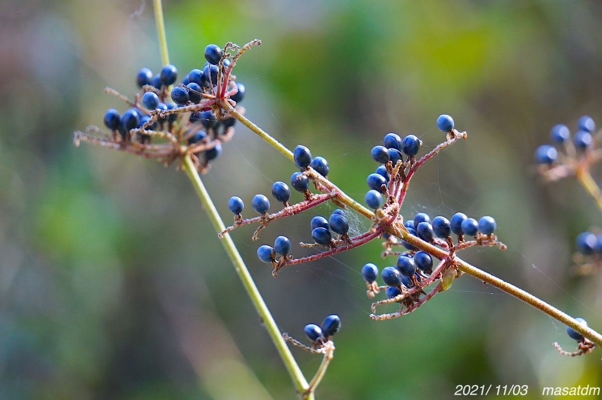 f:id:masatdm1951:20211103163836j:plain