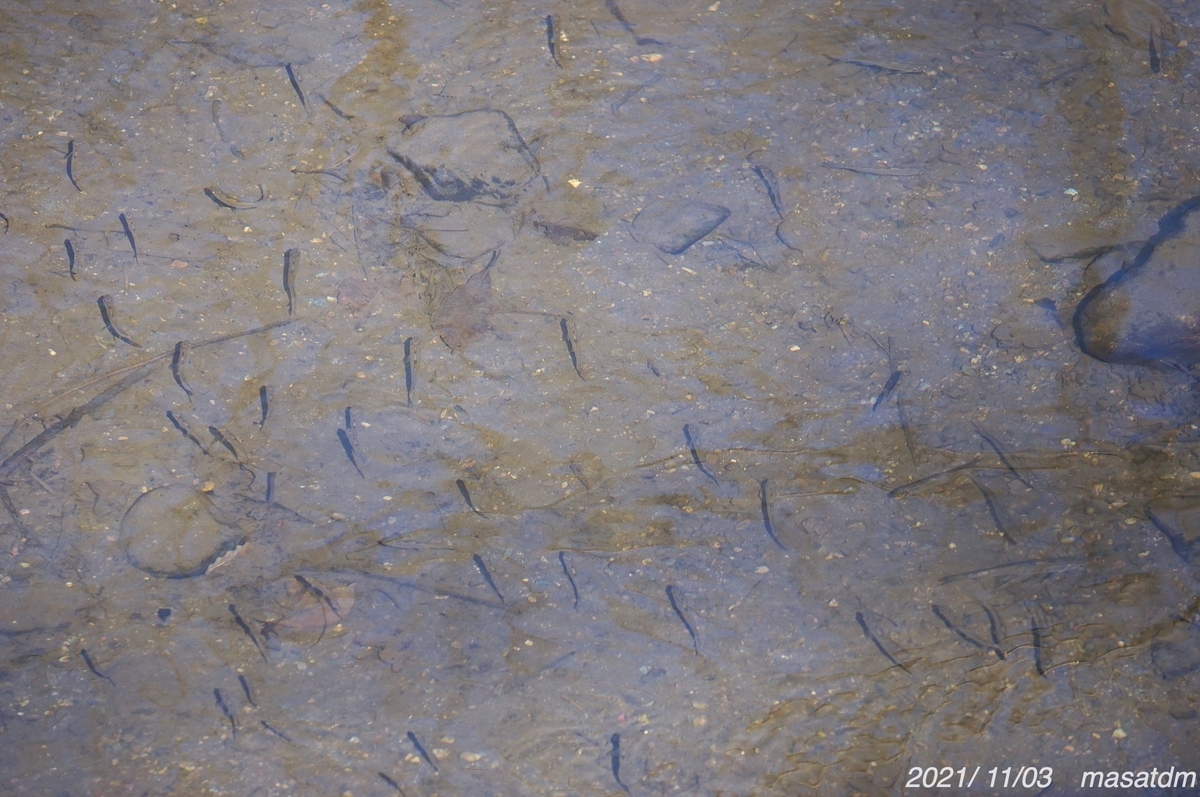 f:id:masatdm1951:20211103163840j:plain