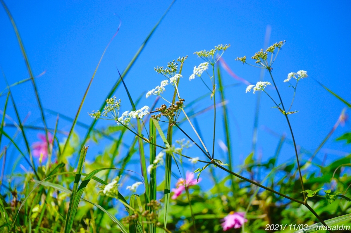 f:id:masatdm1951:20211103163848j:plain