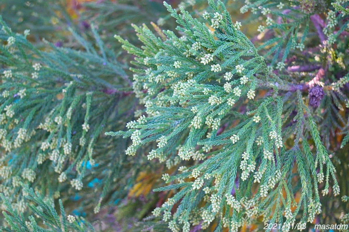 f:id:masatdm1951:20211103164021j:plain