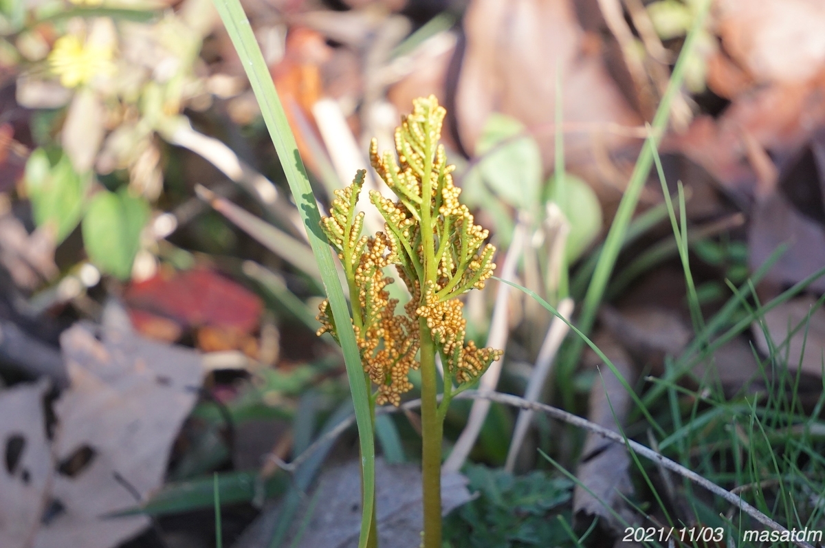 f:id:masatdm1951:20211103164045j:plain