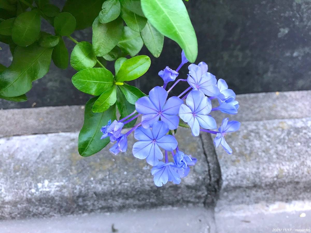 f:id:masatdm1951:20211117215342j:plain