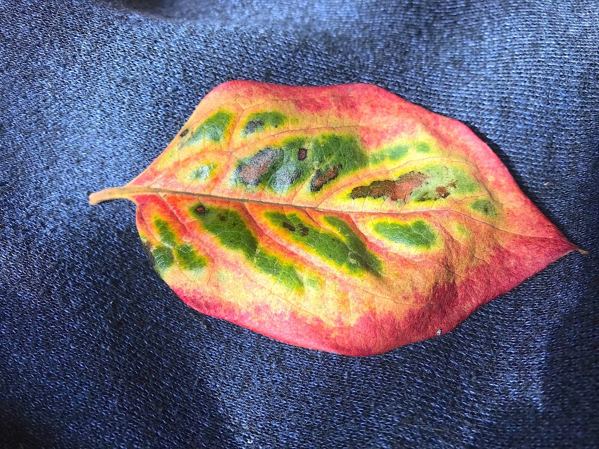 f:id:masatdm1951:20211121162239j:plain