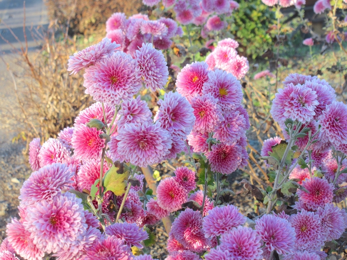 f:id:masatdm1951:20211204214330j:plain