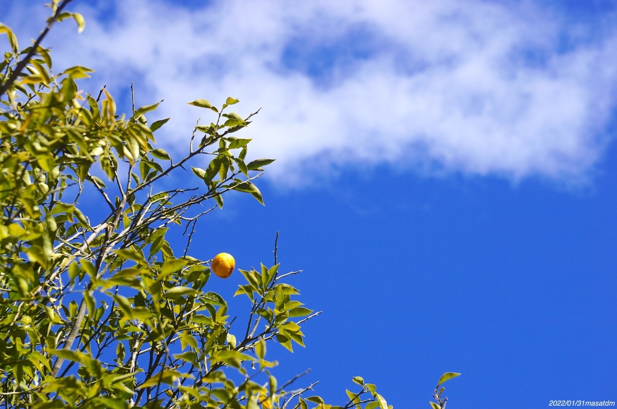 f:id:masatdm1951:20220201220602j:plain