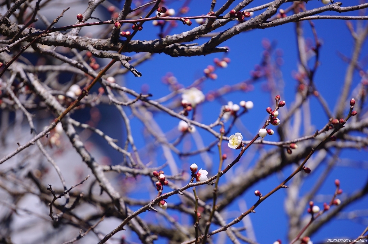 f:id:masatdm1951:20220201220631j:plain