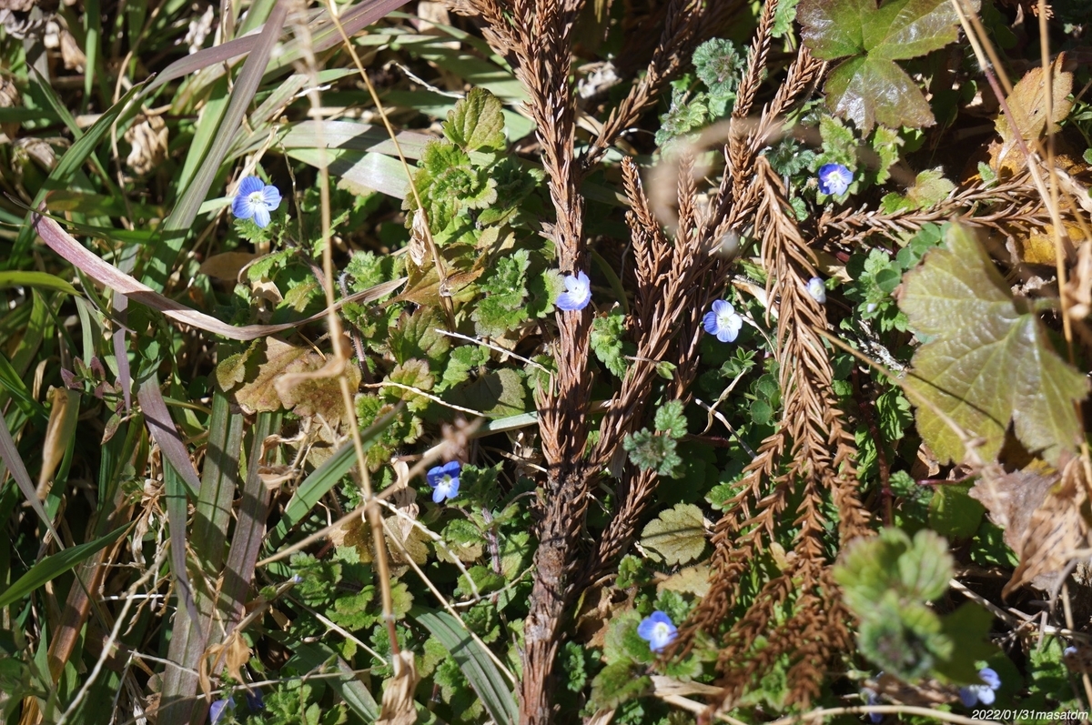 f:id:masatdm1951:20220201220736j:plain