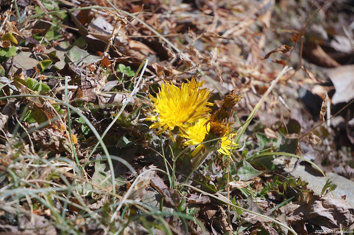 f:id:masatdm1951:20220201220757j:plain