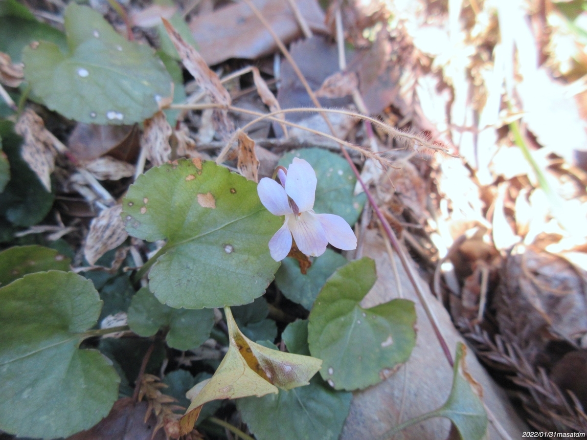 f:id:masatdm1951:20220201220850j:plain