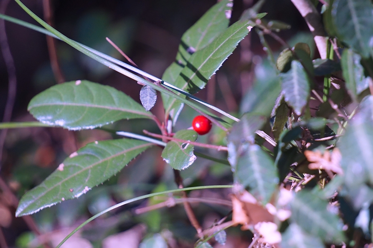 f:id:masatdm1951:20220201221005j:plain