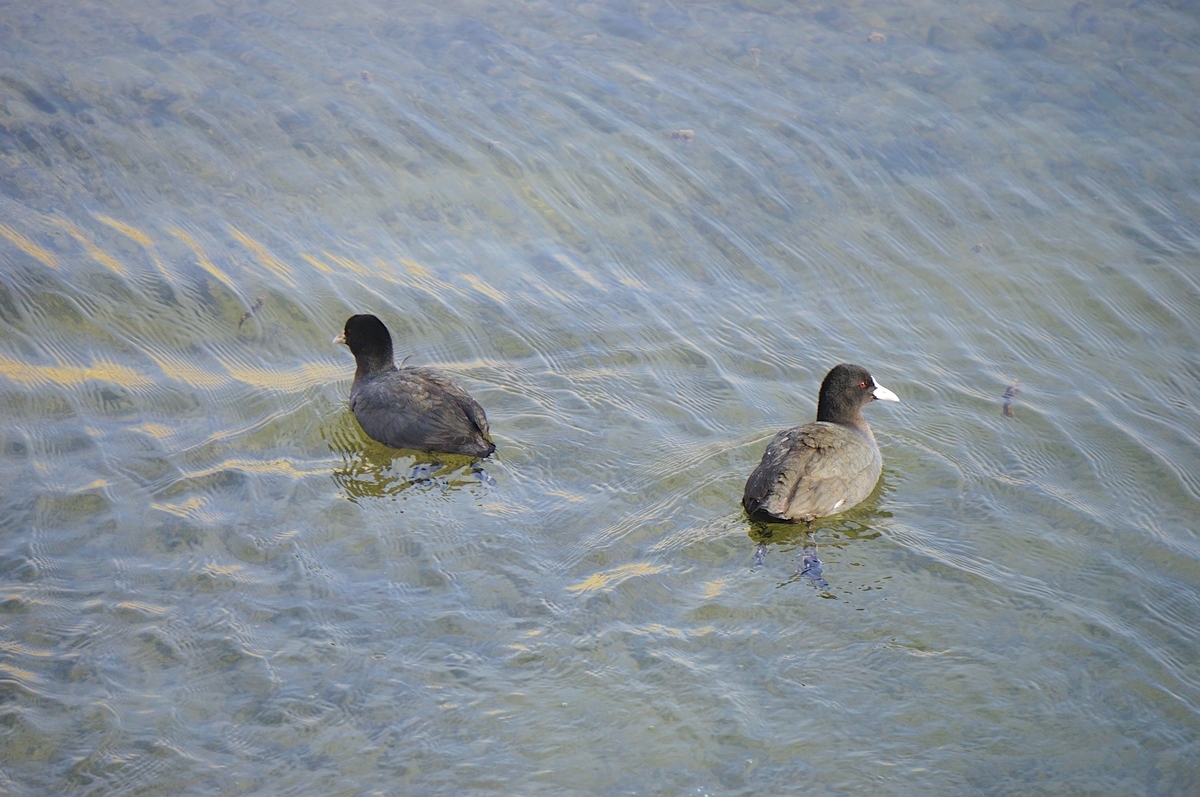 f:id:masatdm1951:20220215211433j:plain