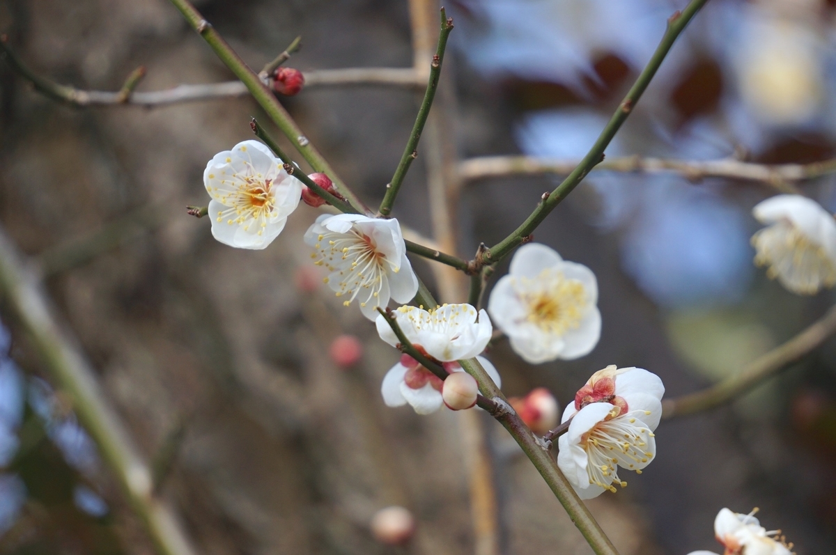 f:id:masatdm1951:20220215211528j:plain