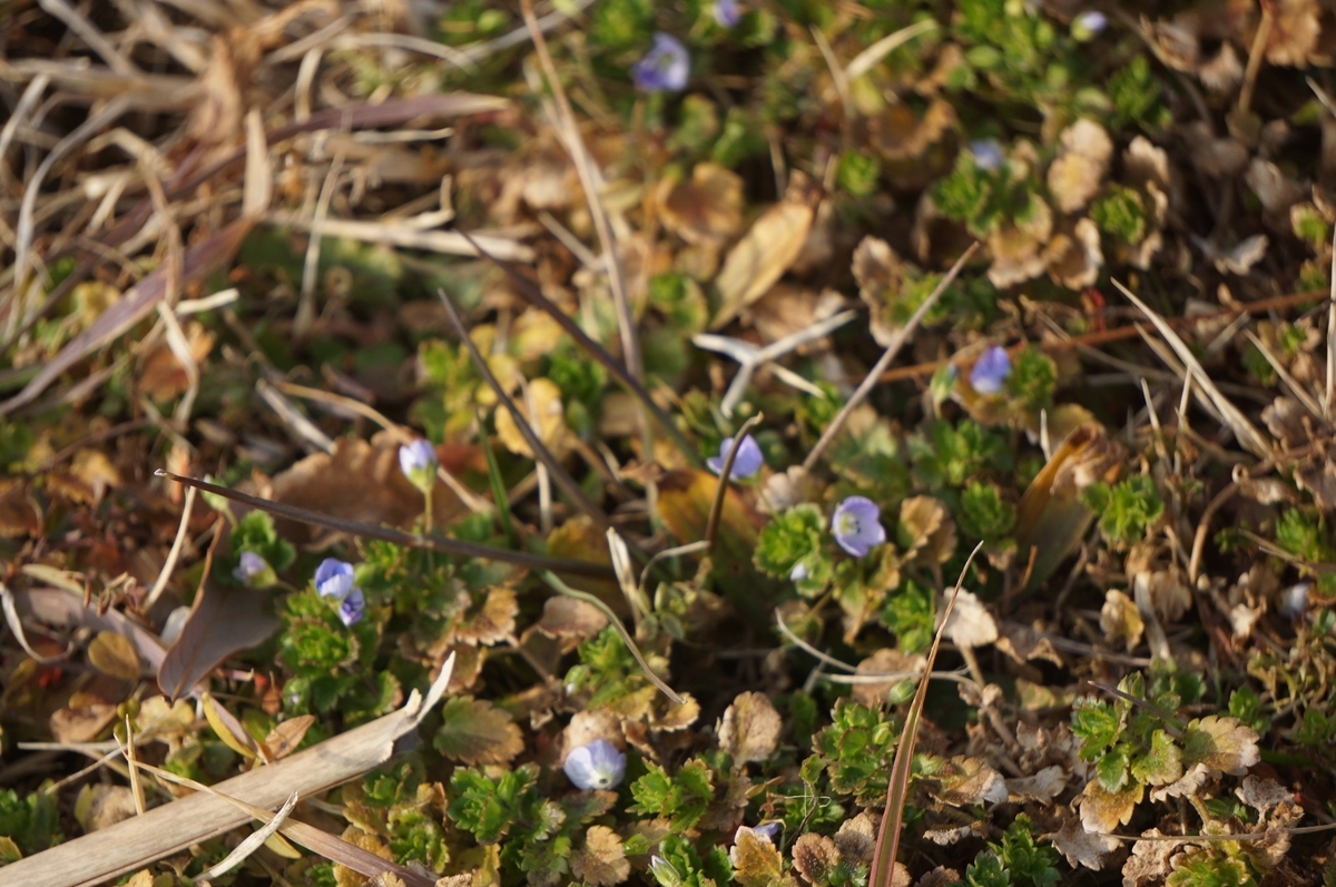 f:id:masatdm1951:20220215211543j:plain