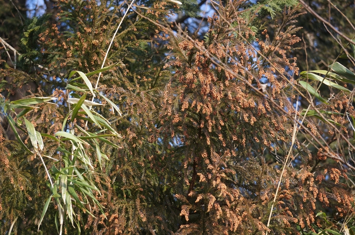 f:id:masatdm1951:20220215211606j:plain