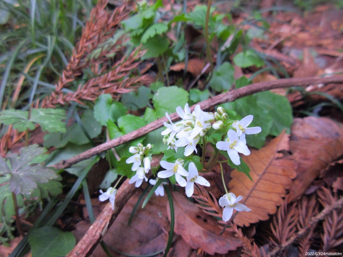 f:id:masatdm1951:20220324111636j:plain