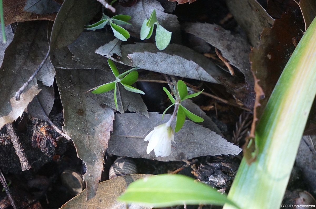 f:id:masatdm1951:20220324111713j:plain