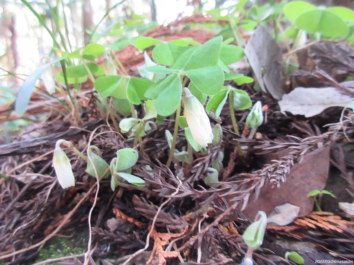 f:id:masatdm1951:20220324111720j:plain