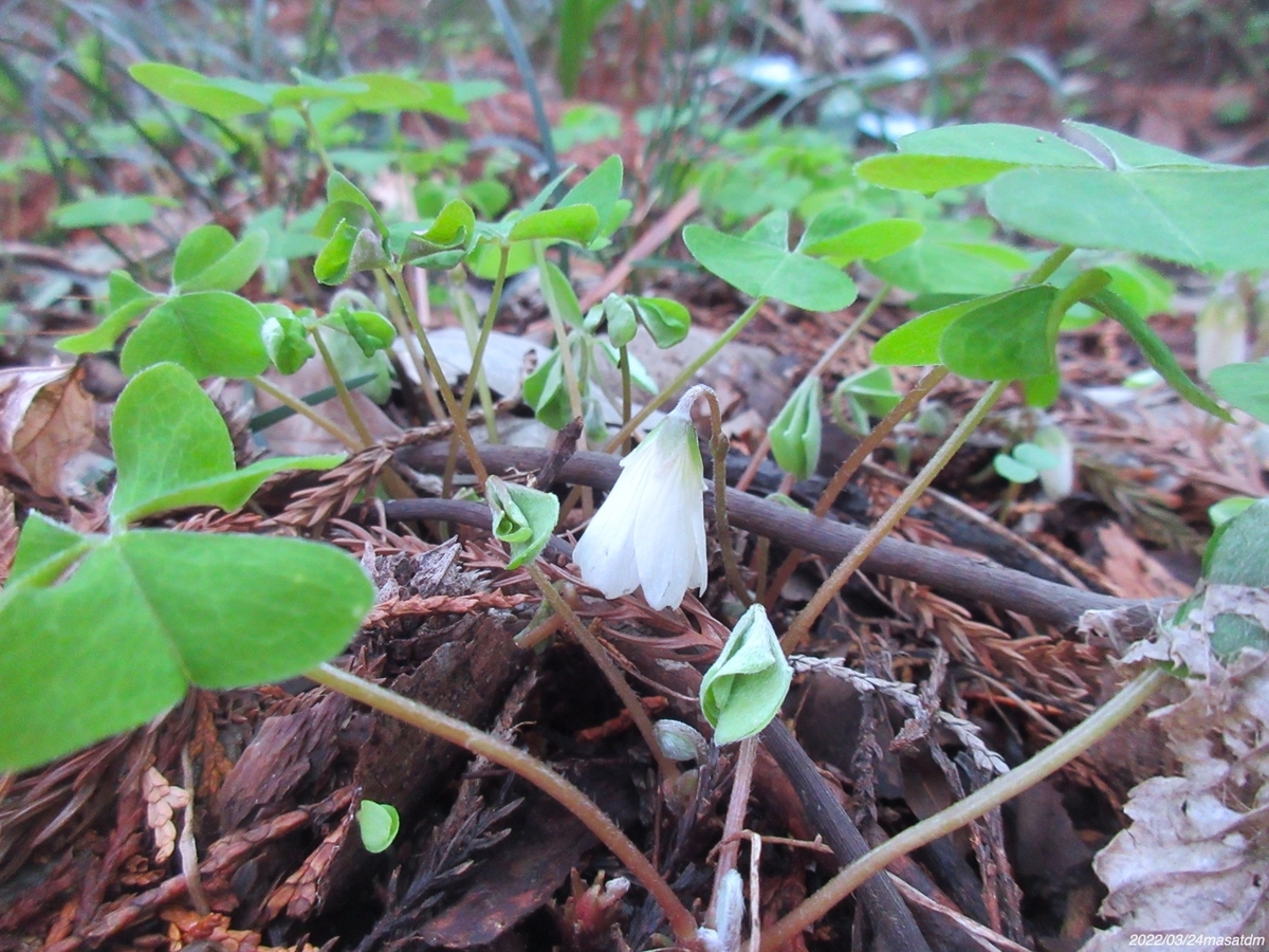 f:id:masatdm1951:20220324111724j:plain