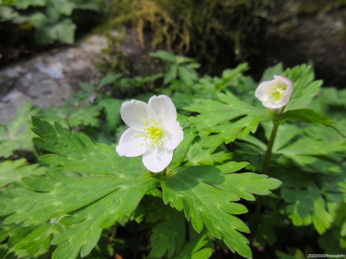 f:id:masatdm1951:20220324111733j:plain