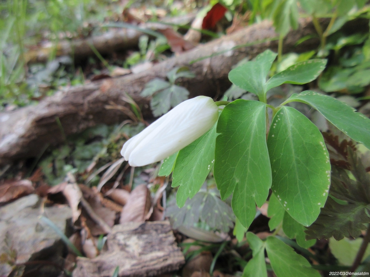 f:id:masatdm1951:20220324111747j:plain