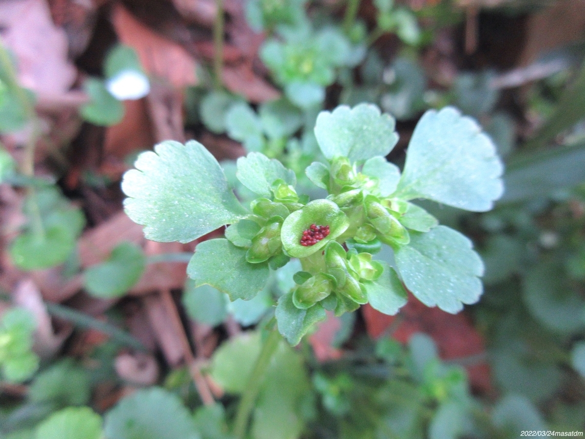 f:id:masatdm1951:20220324111750j:plain