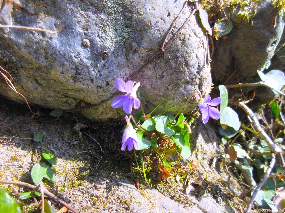 f:id:masatdm1951:20220324111754j:plain