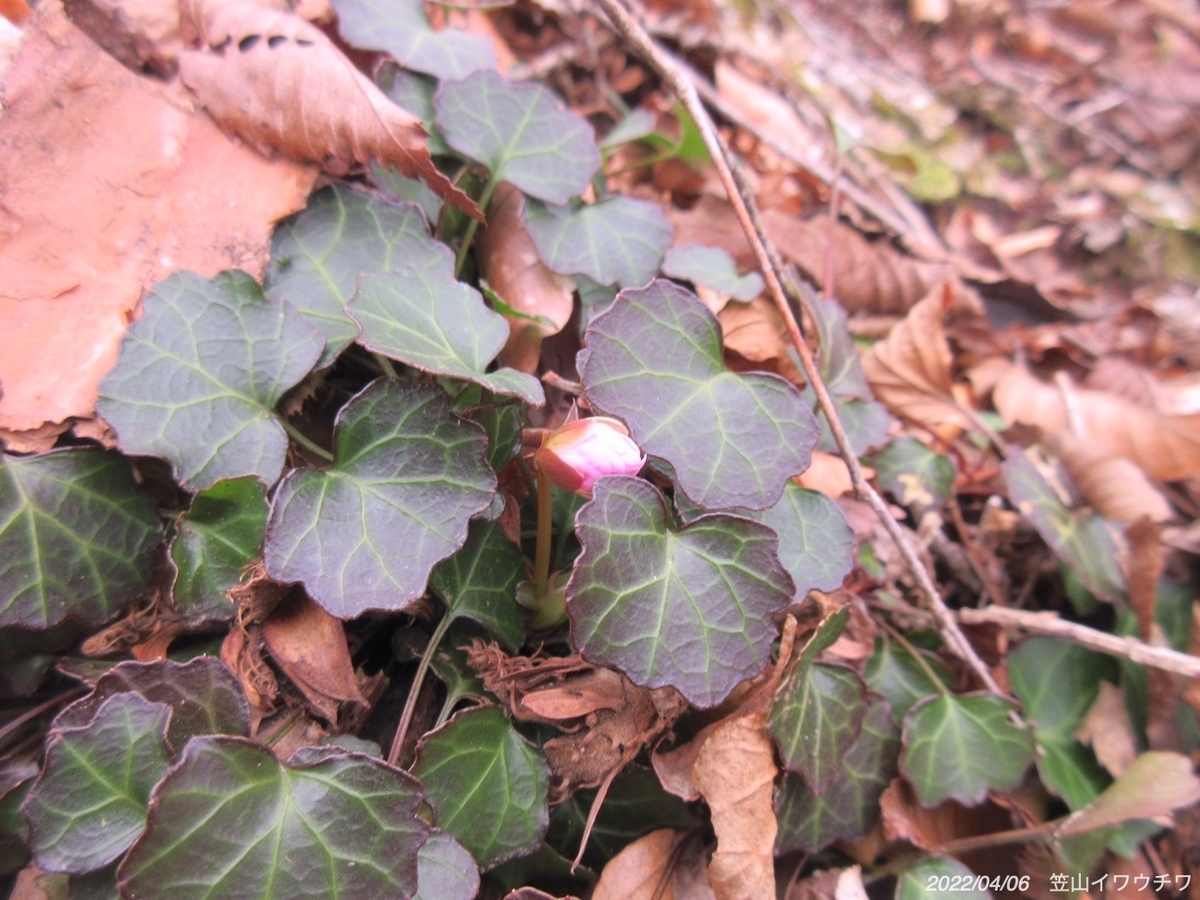 f:id:masatdm1951:20220406220010j:plain