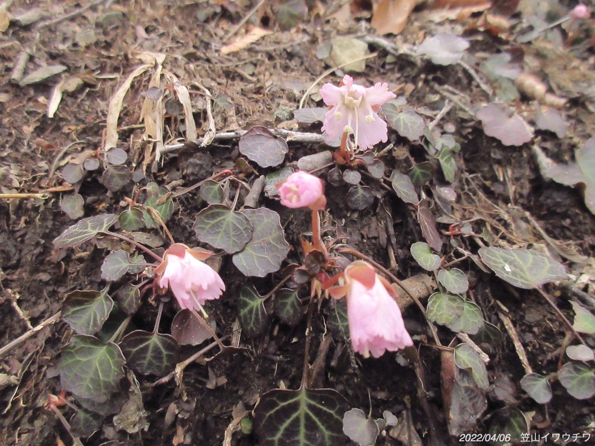 f:id:masatdm1951:20220406220033j:plain