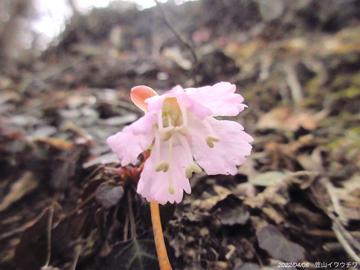 f:id:masatdm1951:20220406220055j:plain