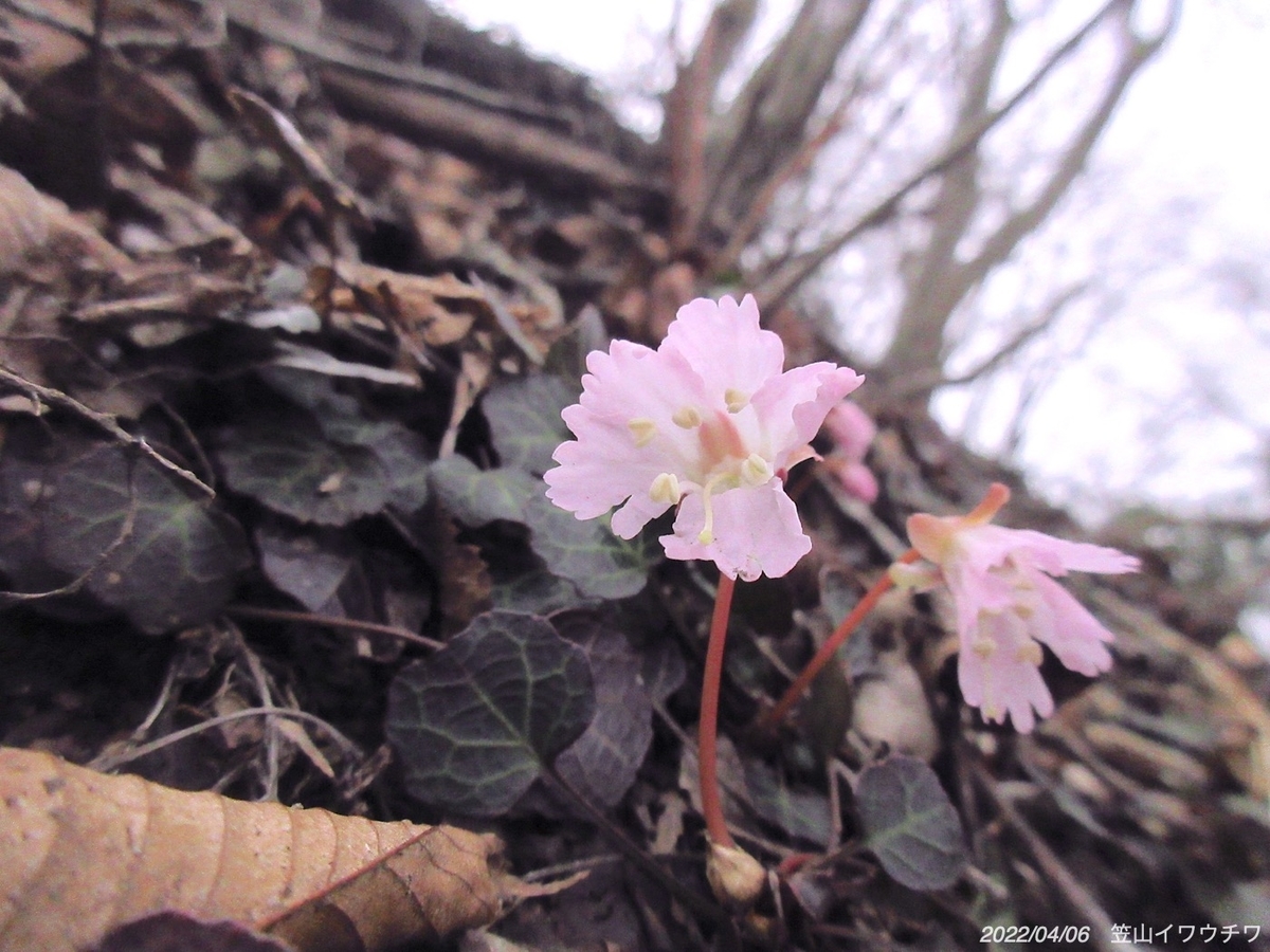 f:id:masatdm1951:20220406220106j:plain