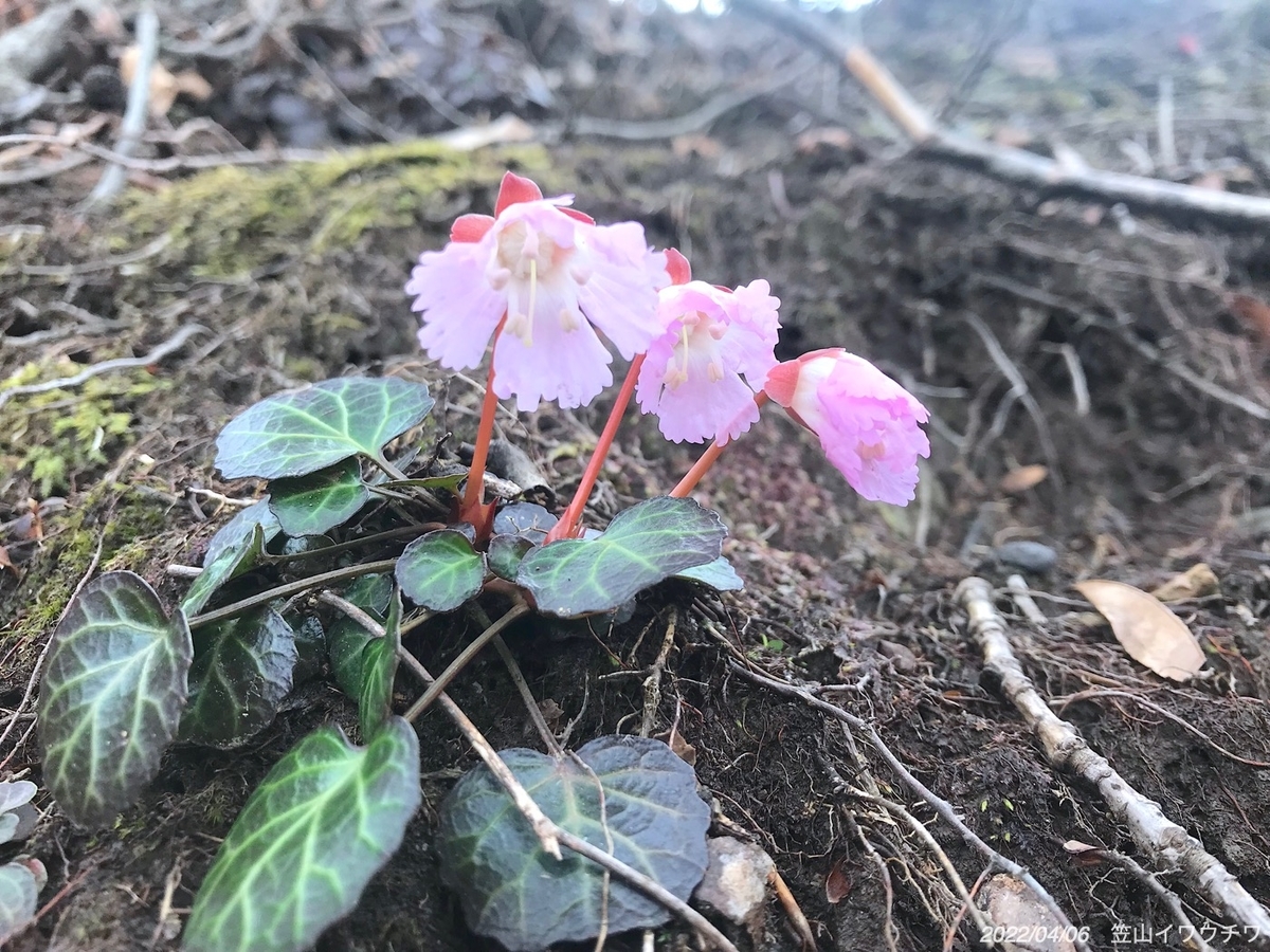 f:id:masatdm1951:20220406220114j:plain