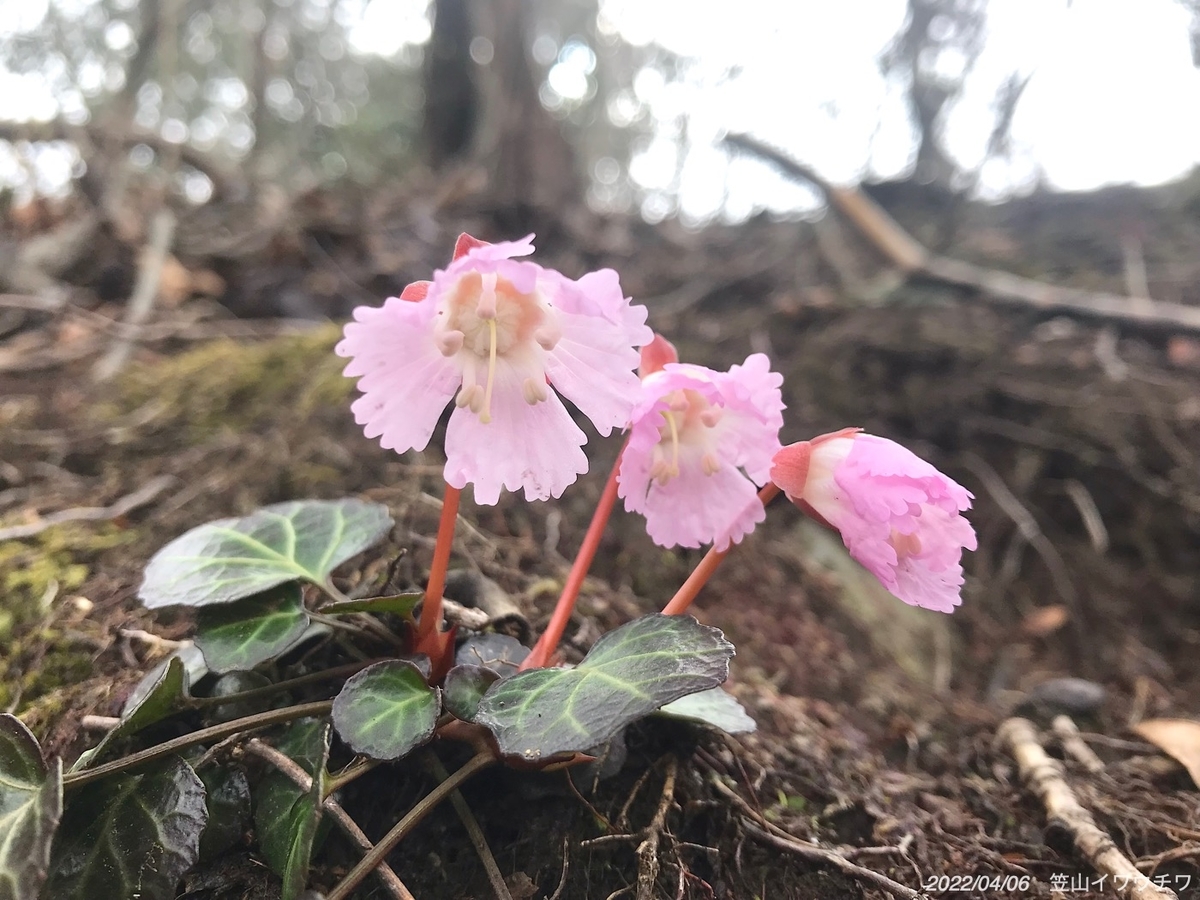 f:id:masatdm1951:20220406220119j:plain