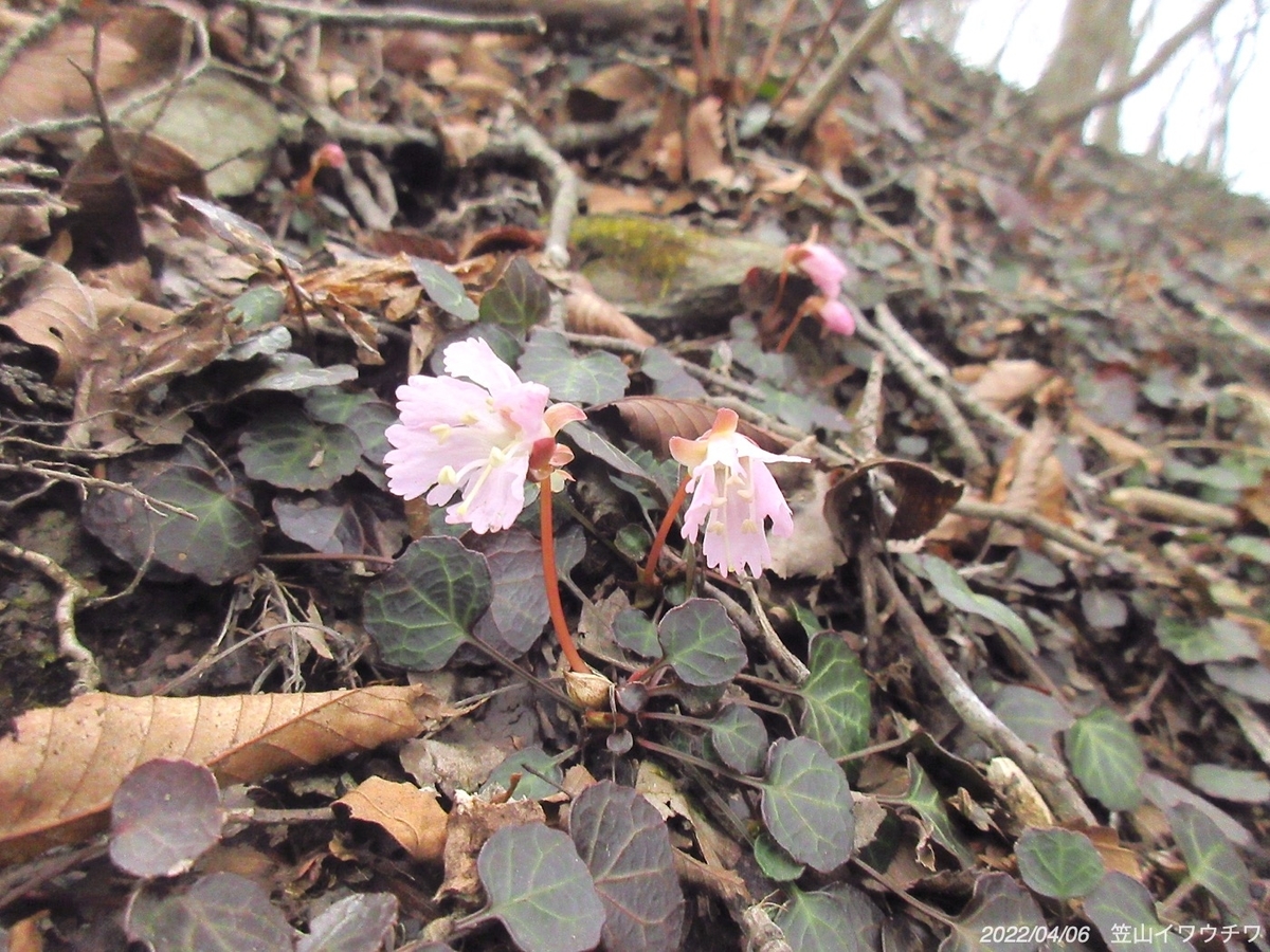 f:id:masatdm1951:20220406220218j:plain