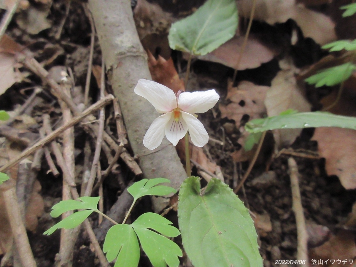 f:id:masatdm1951:20220406220242j:plain