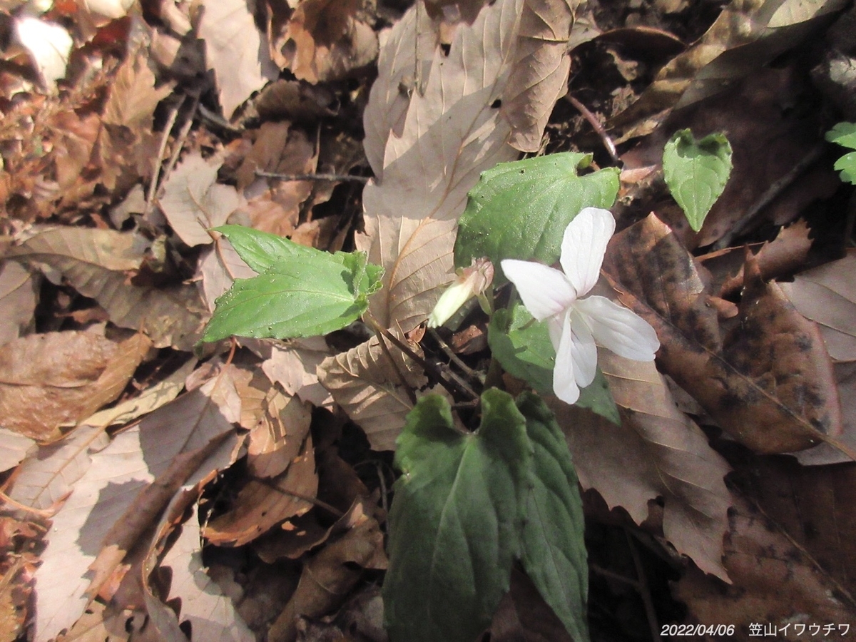 f:id:masatdm1951:20220406220347j:plain