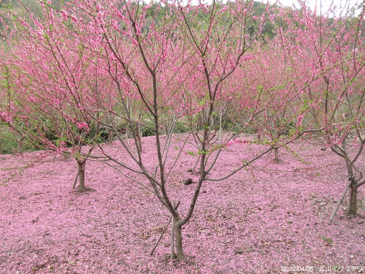 f:id:masatdm1951:20220406220425j:plain