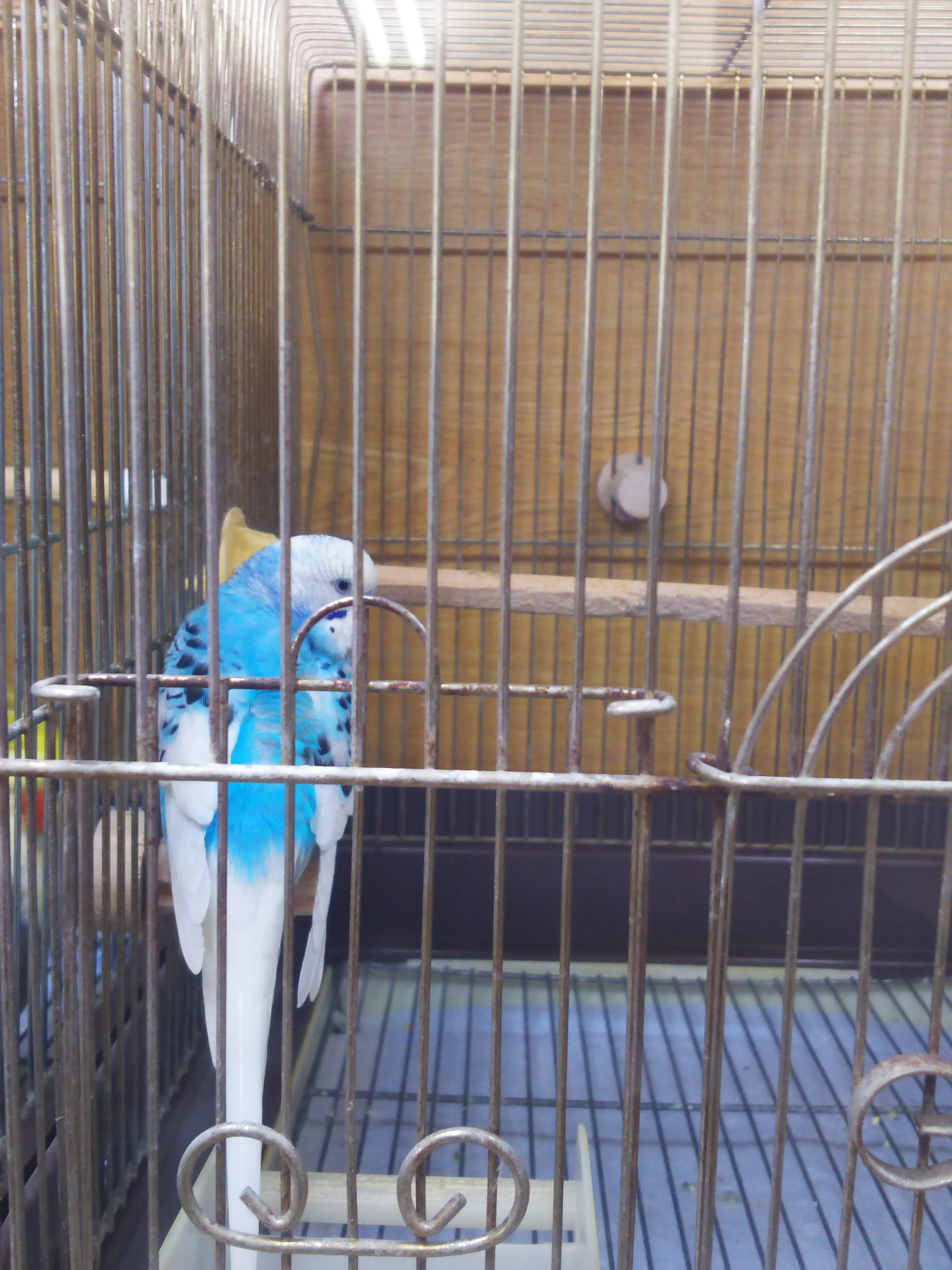 f:id:masato19641105:20180623212311j:plain