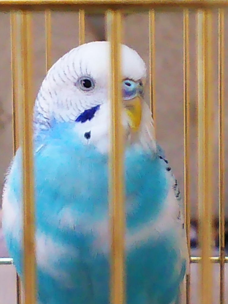 今朝のペットのせきせいいんこのあくあ Masato S Blog