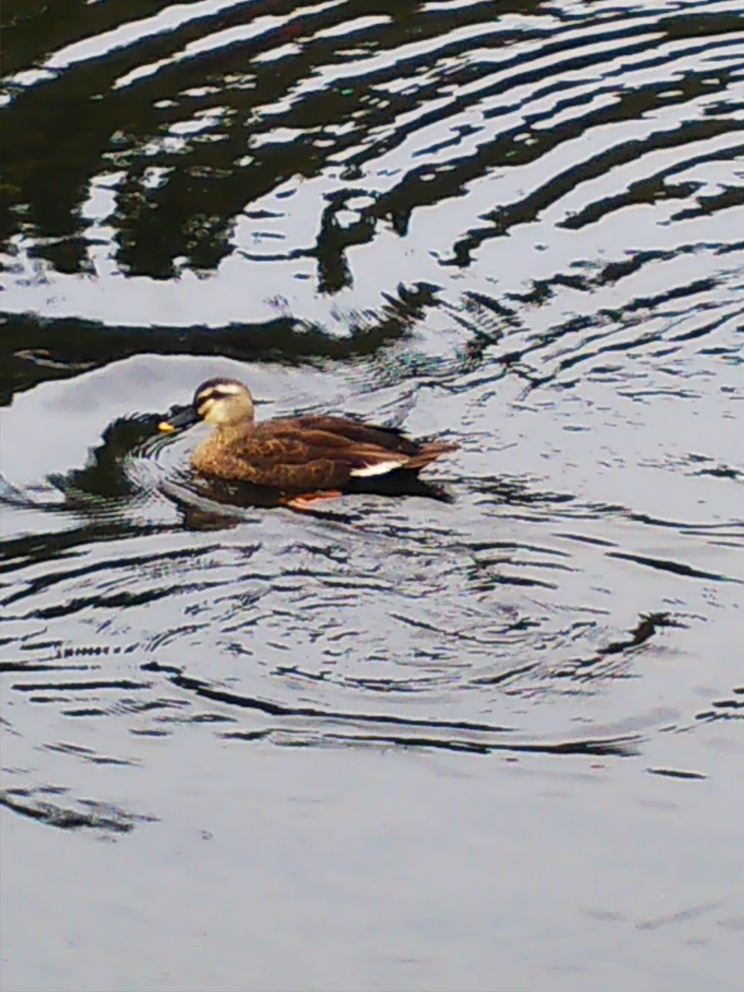 f:id:masato19641105:20180913005453j:plain