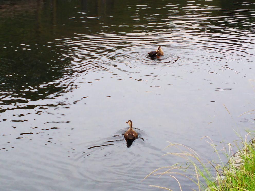 f:id:masato19641105:20180913005532j:plain