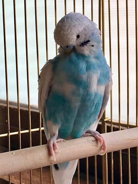 f:id:masato19641105:20190428063325j:image