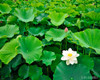 f:id:masatomo18:20090109185548j:image