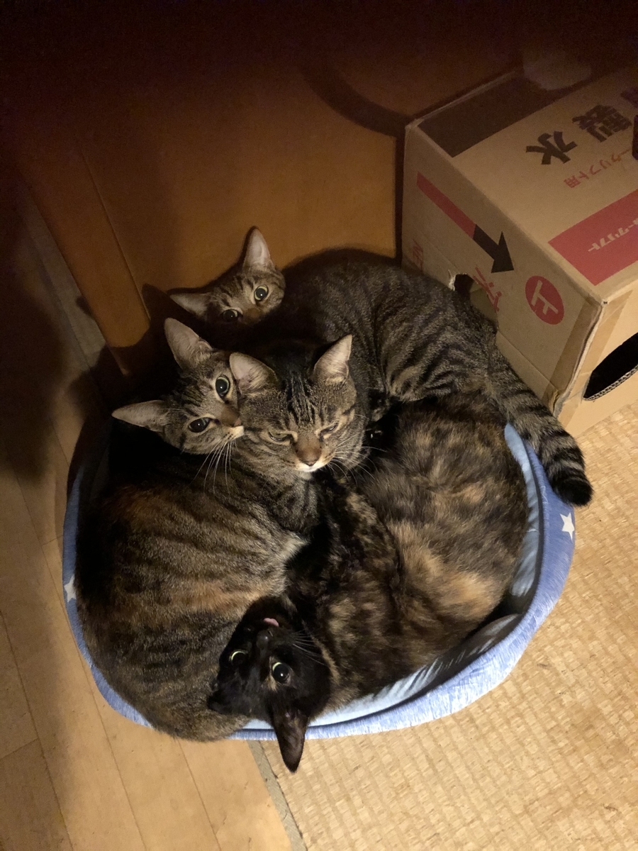 f:id:masatoshix:20191024175452j:plain